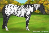 Horse Color:White Spotted Black Appaloosa 