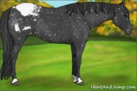 Horse Color:Blue Roan Appaloosa 