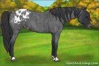 Horse Color:Blue Roan Varnish