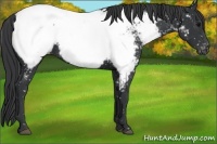 Horse Color:Black Appaloosa 