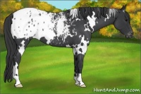 Horse Color:White Spotted Blue Roan Blanket 