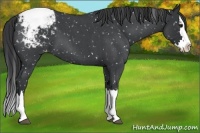 Horse Color:Blue Roan Splash Snowflake Varnish