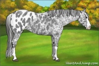 Horse Color:Blue Roan Splash Near Leopard 