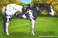 Horse Color:White Spotted Black Splash Appaloosa 