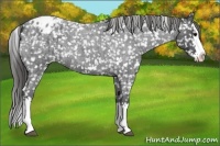 Horse Color:Blue Roan Splash Appaloosa