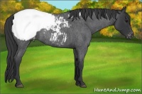 Horse Color:Blue Roan Snowcap Rabicano 