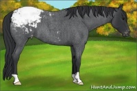 Horse Color:Blue Roan Appaloosa