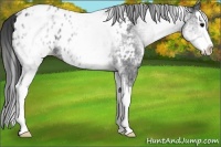 Horse Color:White Spotted Blue Roan Splash Appaloosa