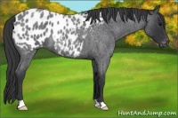 Horse Color:Blue Roan Near Leopard 