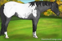Horse Color:Blue Roan Appaloosa 