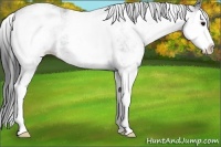Horse Color:White Spotted Blue Roan Splash Varnish 