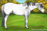 Horse Color:White Spotted Blue Roan Snowcap