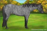 Horse Color:Blue Roan Appaloosa