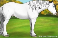 Horse Color:Black Splash Tobiano Appaloosa