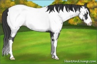 Horse Color:Blue Roan Splash Near Fewspot 