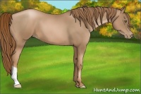 Horse Color:Liver Chestnut Pearl