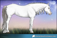 Horse Color:Liver Chestnut Appaloosa 