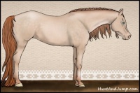 Horse Color:Buckskin Pearl Appaloosa