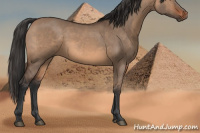 Horse Color:Brown Dun 
