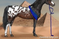 Horse Color:Brown Appaloosa