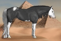 Horse Color:Black Splash Varnish 