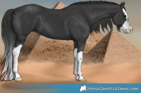Horse Color:Black Splash 