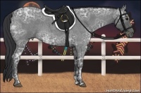 Horse Color:Blue Ice Roan 