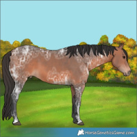 Horse Color:Bay Ice 