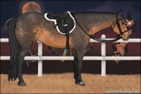 Horse Color:Buckskin 