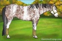 Horse Color:White Spotted Bay Roan