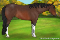 Horse Color:Gray Bay Roan