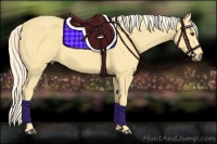 Horse Color:Palomino 