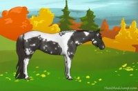 Horse Color:White Spotted Liver Chestnut Tobiano 