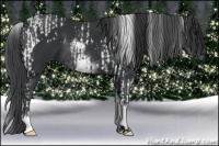 Horse Color:White Spotted Black Tobiano  and White Spotted Black 