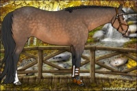 Horse Color:Buckskin Sabino