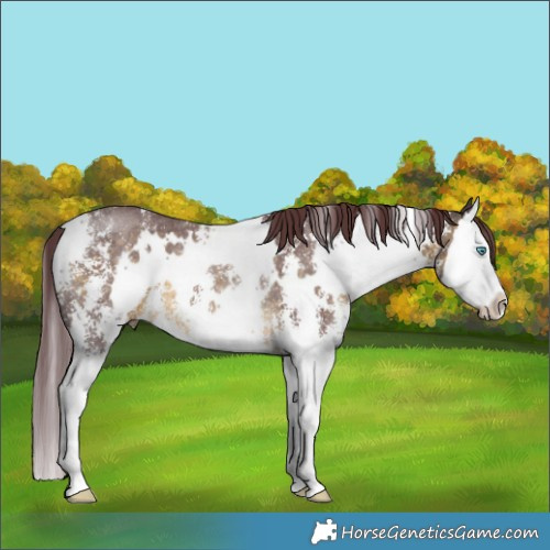 Horse Color:White Spotted Chocolate Buckskin Sabino Splash Rabicano 