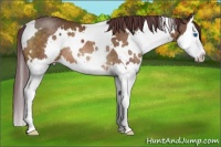 Horse Color:White Spotted Chocolate Buckskin Sabino Splash Rabicano 