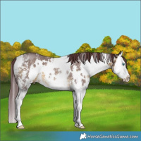 Horse Color:White Spotted Chocolate Buckskin Sabino Splash Rabicano