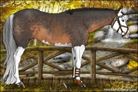 Horse Color:Buckskin Splash 