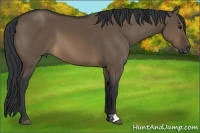Horse Color:Brown Dun 