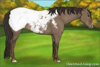 Horse Color:Liver Red Dun Snowcap Brindle 