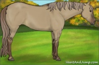 Horse Color:Liver Red Dun 
