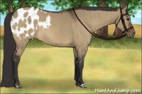 Horse Color:Brown Dun Appaloosa Brindle