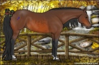 Horse Color:Bay  and Bay 