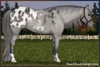 Horse Color:Grullo Appaloosa Brindle 