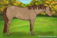 Horse Color:Red Dun Brindle 