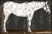 Horse Color:Buckskin Sabino Appaloosa
