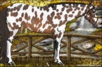 Horse Color:Buckskin Near Leopard 
