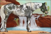 Horse Color:White Spotted Liver Chestnut Rabicano