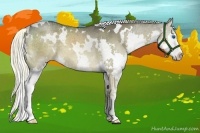 Horse Color:White Spotted Liver Red Dun Sabino Splash 